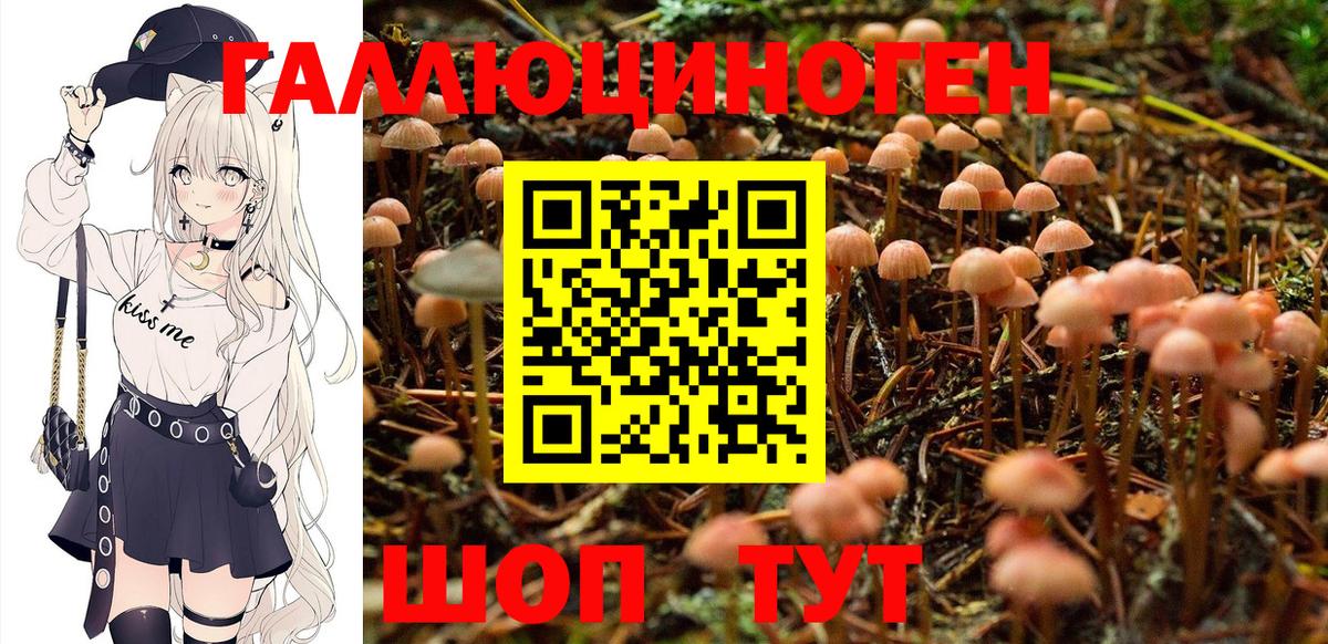 Ставрополь  Псилоцибиновые грибы GOLDEN TEACHER  Вход с VPN 